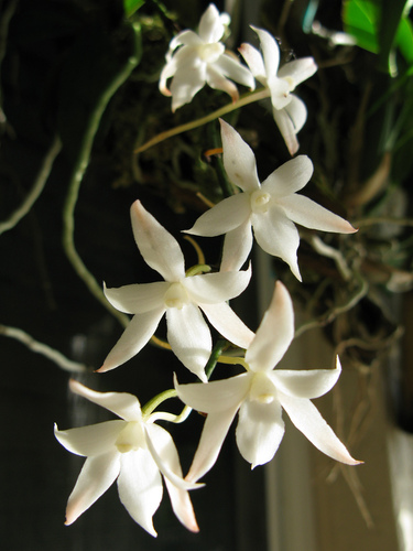Aerangis biloba