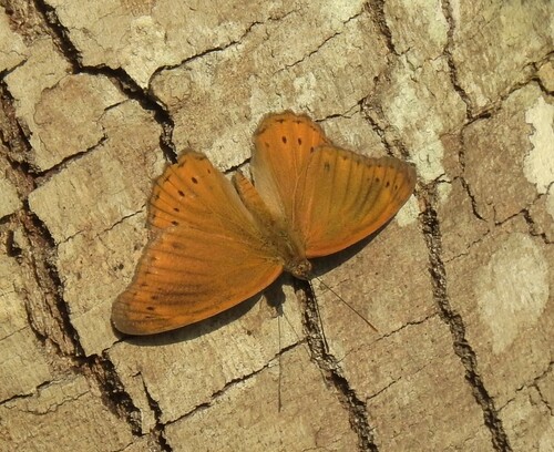 Brown Tree Nymph