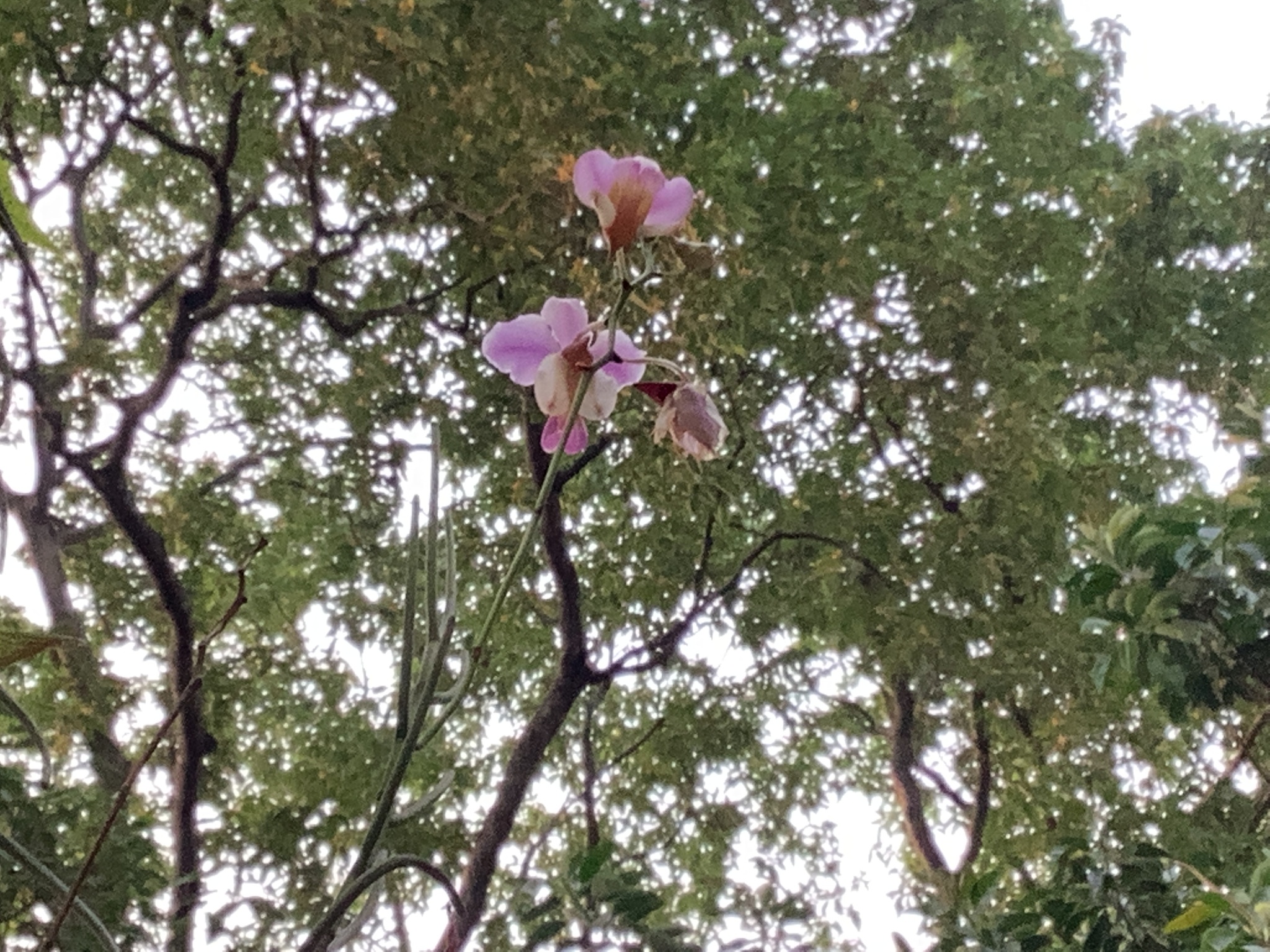 Imagem de Orquídea-borboleta