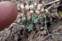 Cusickiella douglasii