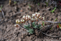 Cusickiella douglasii