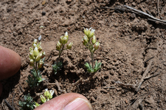 Cusickiella douglasii