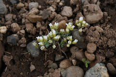 Cusickiella douglasii