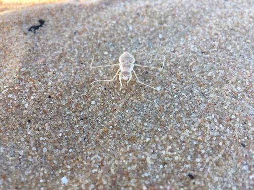 Heteronutarsus aegyptiacus