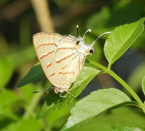 Azure Hairstreak