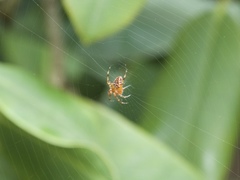 Araneus diadematus