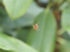 Araneus diadematus