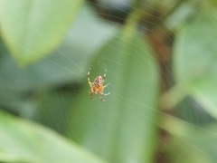 Araneus diadematus