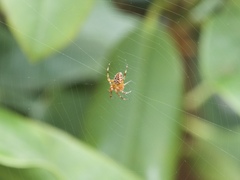 Araneus diadematus