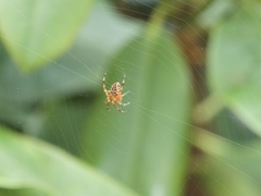 Araneus diadematus
