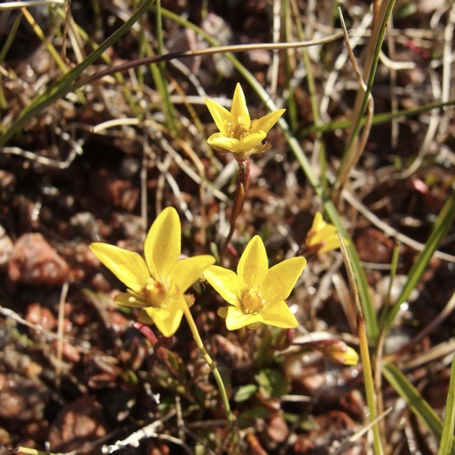 Image of Saxifraga hirculus by (c) Sue Carnahan, some rights reserved (CC BY)