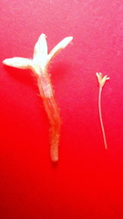 Sabicea cinerea