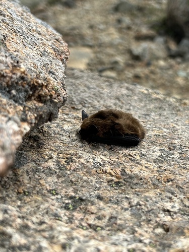Eastern Small-footed Myotis photographed in Maine
