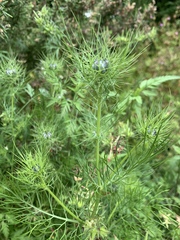 Nigella