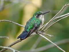 Chlorostilbon assimilis