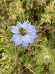 Nigella