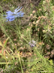 Nigella