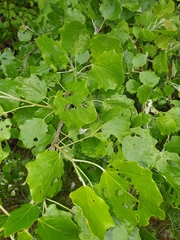 Populus