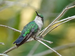 Chlorostilbon assimilis