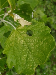 Populus
