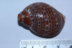 Tonna perdix