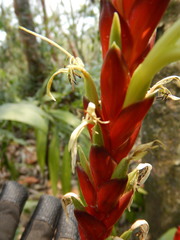 Tillandsia malzinei
