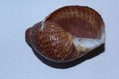 Tonna perdix