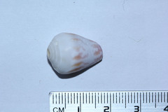Conus sponsalis