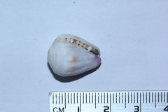 Conus sponsalis
