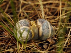 Helix albescens