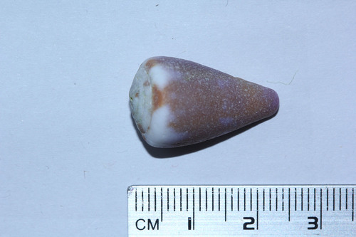 Conus rattus