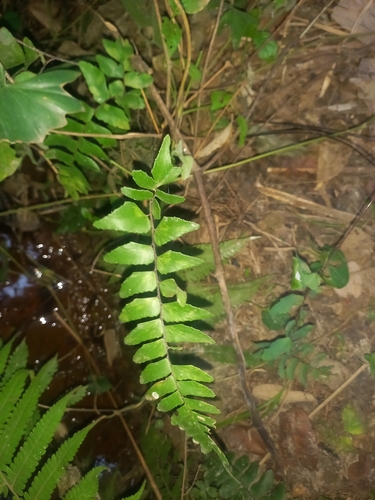 Stalked maidenhair (Adiantum petiolatum)