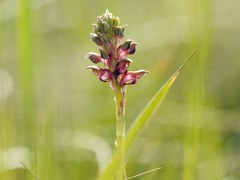 Anacamptis coriophora