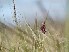 Anacamptis coriophora