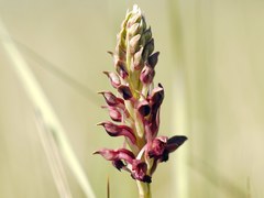 Anacamptis coriophora