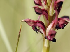 Anacamptis coriophora