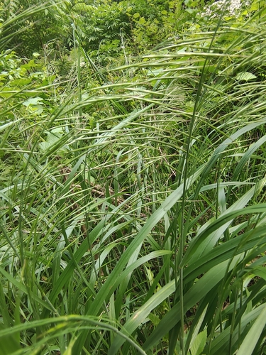 Bromus remotiflorus iNat (3)
