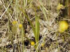 Anacamptis palustris