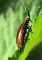 Drilus flavescens
