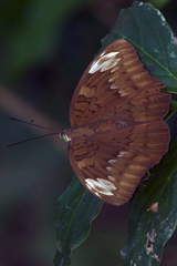 Tanaecia julii