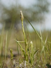Anacamptis coriophora