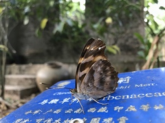 Herona marathus