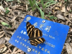 Herona marathus