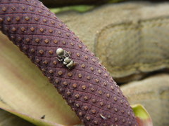 Cephalotes cristatus