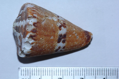 Conus capitaneus