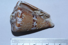 Conus capitaneus