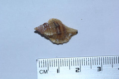 Tonnoidea