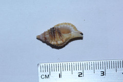 Tonnoidea