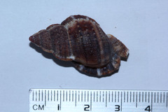 Bursidae