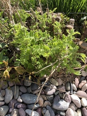 Caragana arborescens